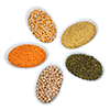 Dal